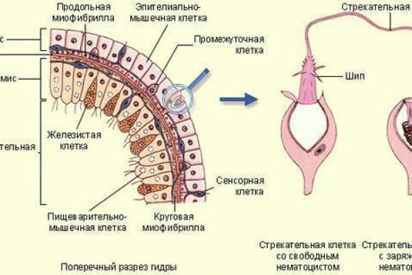 Kraken зеркало тор