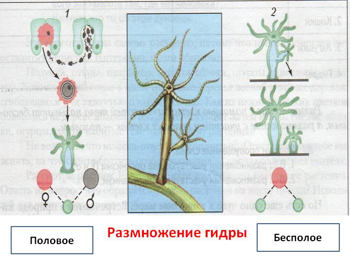 Кракен наркота что это